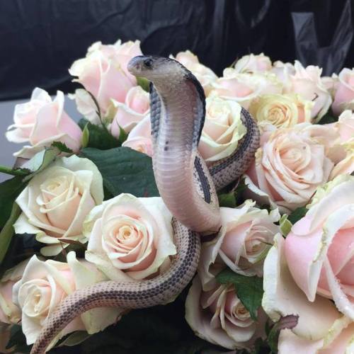 boyishwitch - [ID - Picture of a snake surrounded by pale pink...