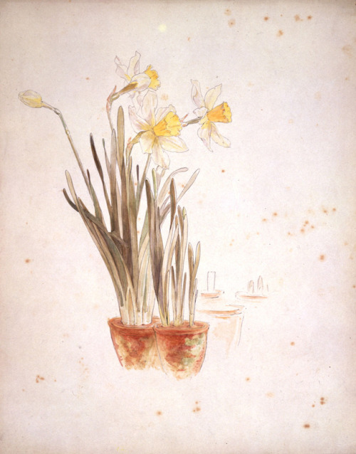 Beatrix Potter, daffodils, ca 1900 (?)