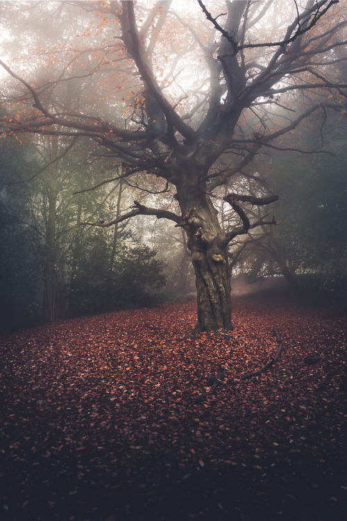 frederick-ardley:A favourite Autumnal scene, photographed by...