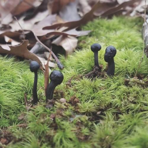 Ink black mushrooms found growing in the woods 