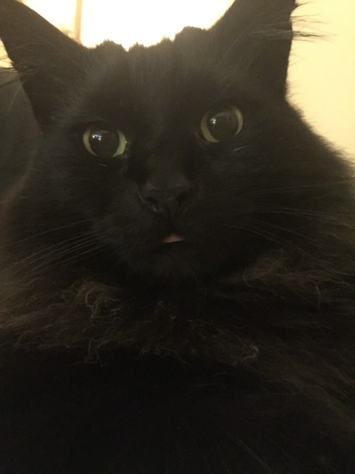 unflatteringcatselfies - Grizzy. He sticks his tongue out a...