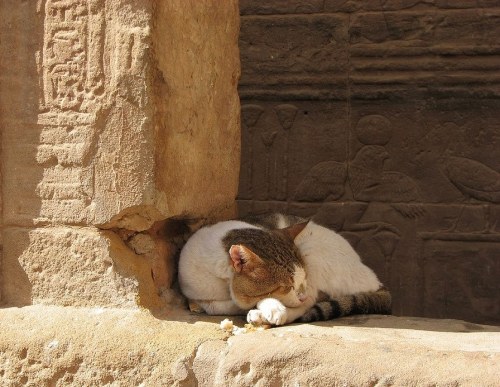 amntenofre:lovely cat sleeping in the Sanctuary of the...