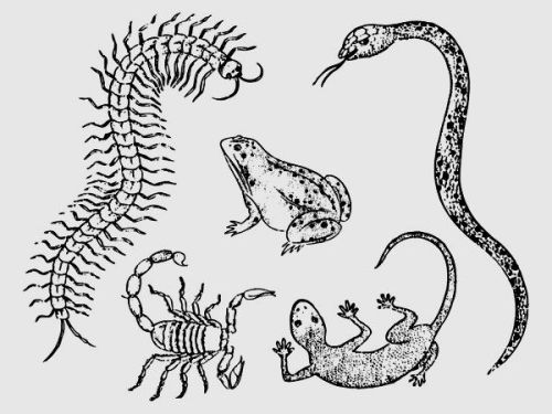 probably-unreliable:The five poisons: Snake, Centipede,...
