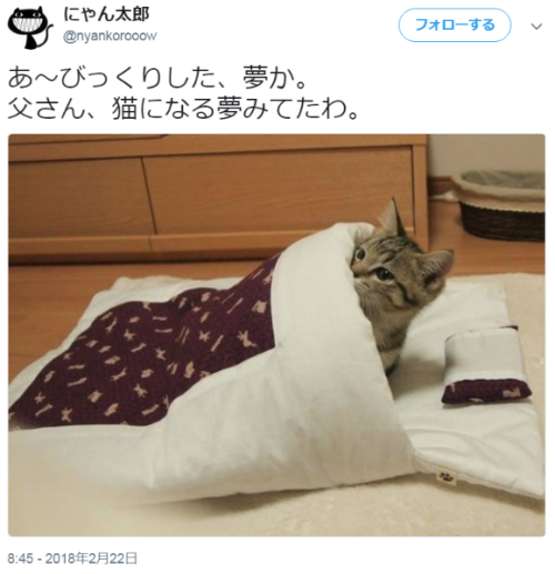 ymyura - にゃん太郎さんのツイート - “あ～びっくりした、夢か。 父さん、猫になる夢みてたわ。… ”