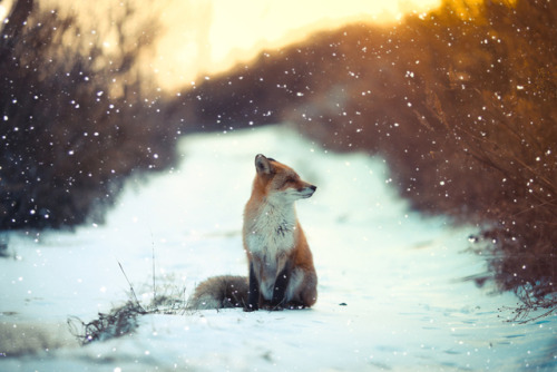 everythingfox - The State of Peace and SerenityPhoto by...