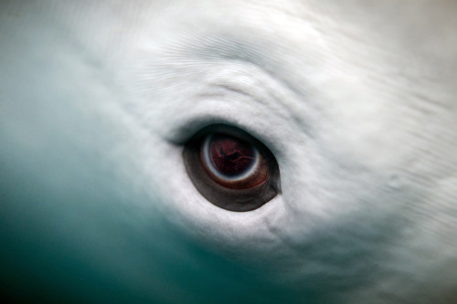 boudhabar - Beluga Whale Eye
