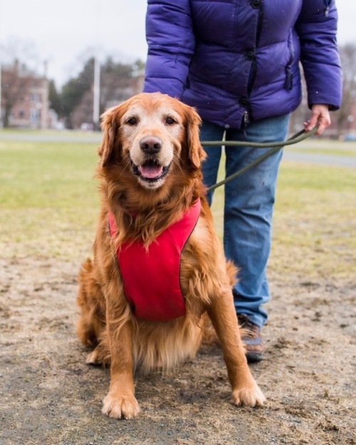 thedogist - Cabot, Golden Retriever (9 y/o), The Dartmouth...