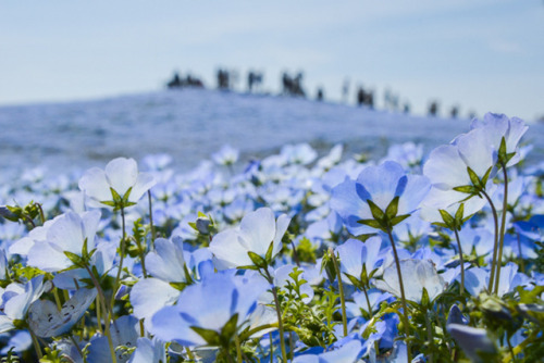 landscape-photo-graphy - 4.5 Million Baby Blue Eyes Just Bloomed...