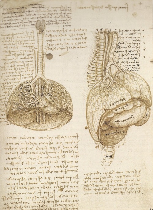 wattlemoth - Leonardo da Vinci | The Mechanics of Man