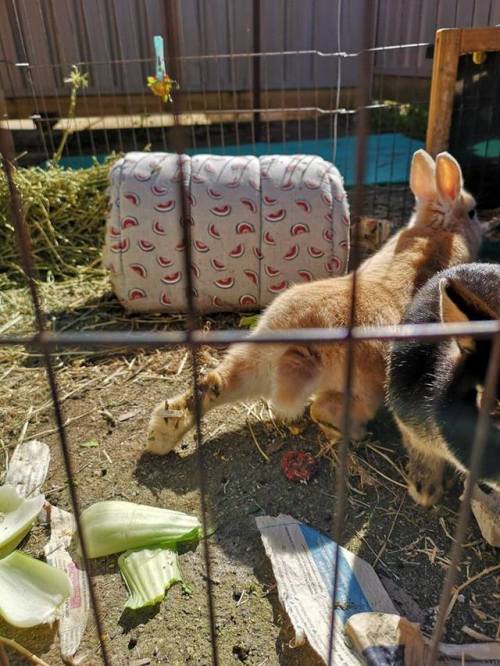 bunniesohmy - bakerybunnies - Booty He do a stretchy