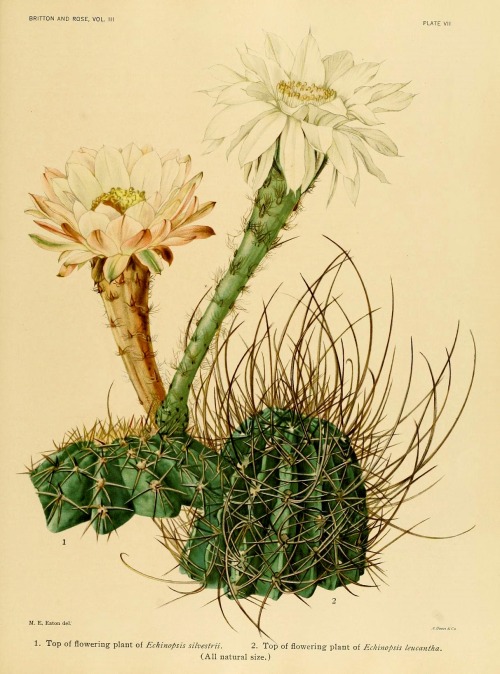 wapiti3 - The Cactaceae - descriptions and illustrations of...