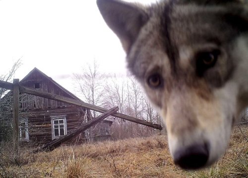 coldthinwolf - волк в ЗонеA wolf looks into the camera in the...