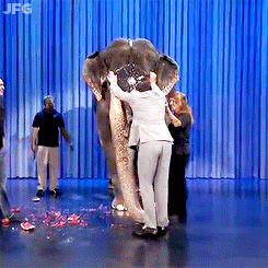 jimmyfallongifs-blog - jimmy fallon rides an elephant