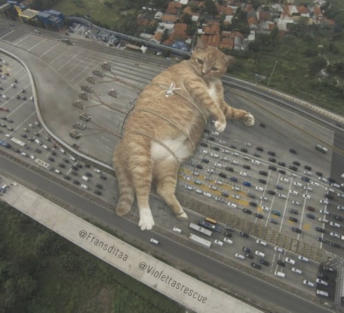 meowkitty3 - catsbeaversandducks - Catzillas - Giant Cats In Urban...