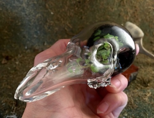 naturebonestudio - Living Skull! mini bottle terrarium! I’ll be...