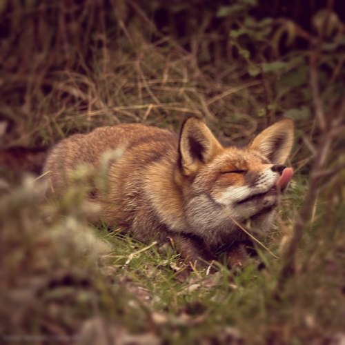 everythingfox - *fox appreciation post*