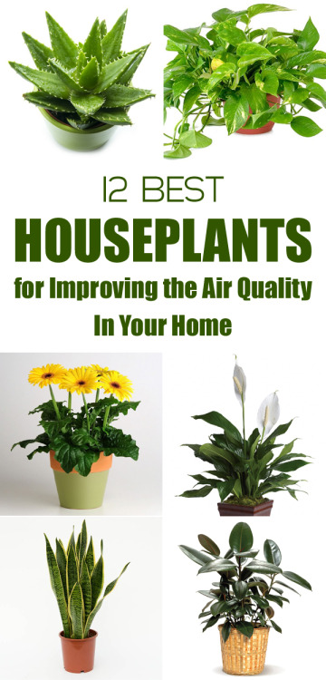 diytotry - 12 Best Houseplants for Improving the Air Quality In...