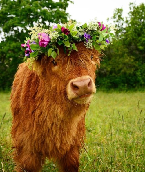 thehaust - ainawgsd - Cows with Flower CrownsI have found...