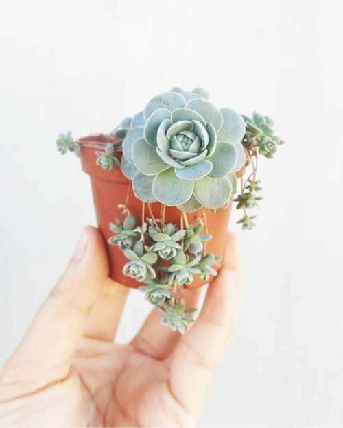 littlealienproducts - Succulent by Mini Blooms