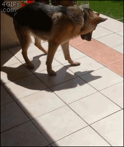 fnord888:plain-dealing-villain:64bitwar:this is stomp dog it shows up to stomp away...