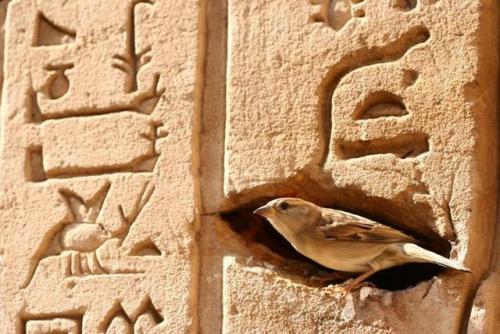 grandegyptianmuseum - Just above the sparrow is the word...