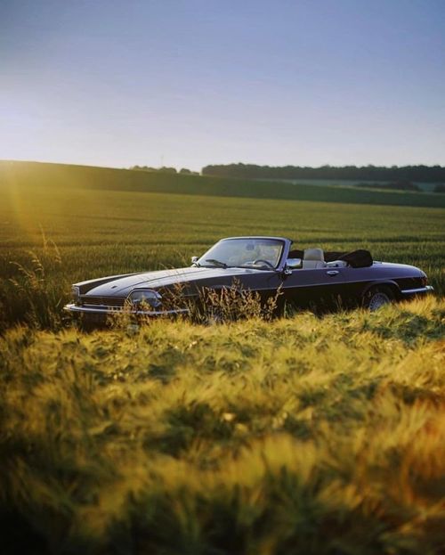 petroliciousco - When suddenly, a wild Jaguar XJS appeared! • 