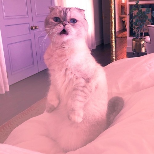 taylorswift:She just read all the theories 