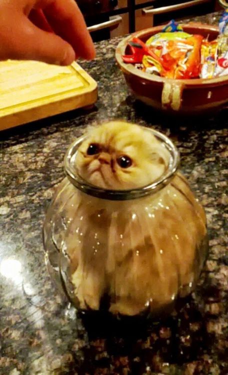 simonalkenmayer - A jar of cat is not a pleasant centerpiece.