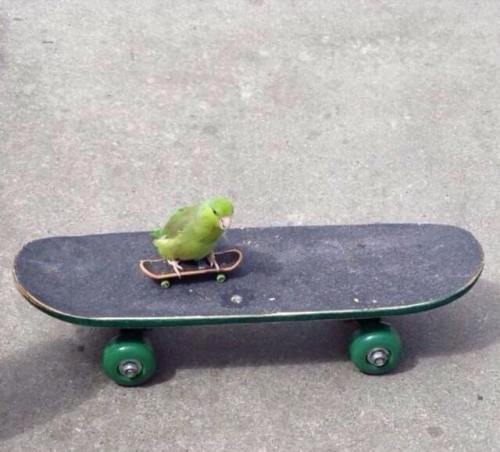 imgetting2old4diss - That birb is like so cool Dude