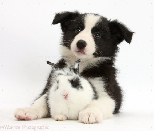 scarlettjane22 - Border Collie pup and baby bunnyWarren...
