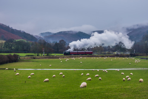 thesteamdominion:steam train in wales