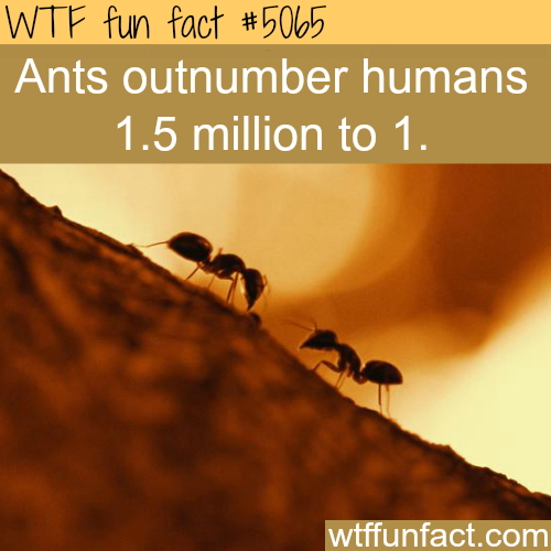 WTF Facts - funny, interesting & weird facts