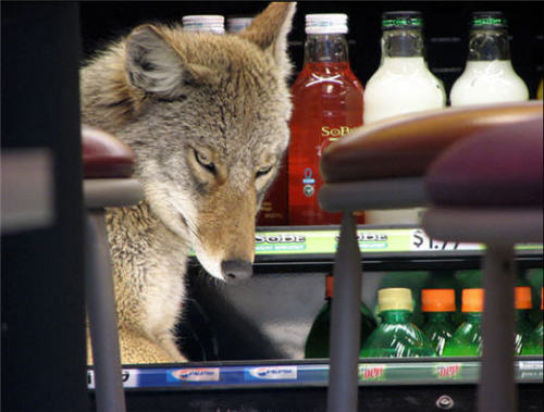 bussykween:fullmetalfisting:mesaxi:A coyote cools off in...