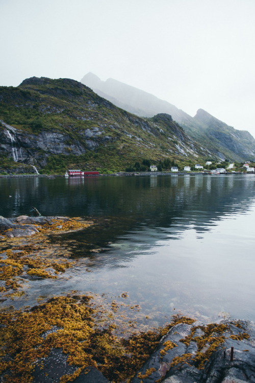 teapalm - (Tasha Marie) | Lofoten Islandsprints | instagram |...