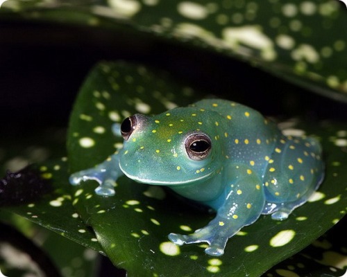frogginbloggin - xekstrin - ftcreature - Glass Frog glows like...