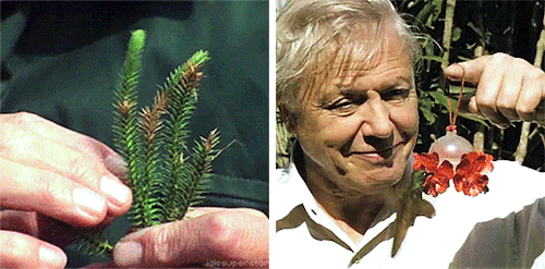 idlesuperstar - Happy 91st  92nd Birthday David Attenborough [b - ...