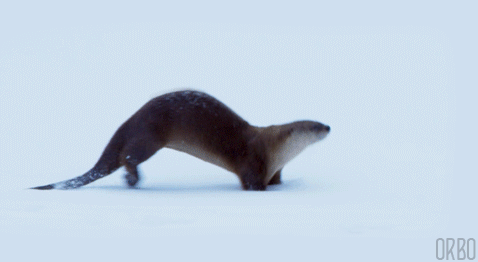 dangerbooze - loopedgifs - Otter Slide @turtrussel
