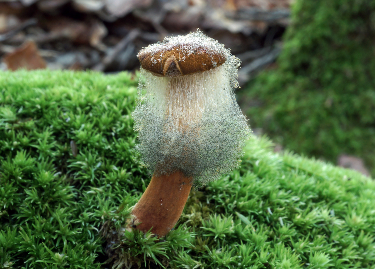 Is It Safe To Eat Moldy Mushrooms?