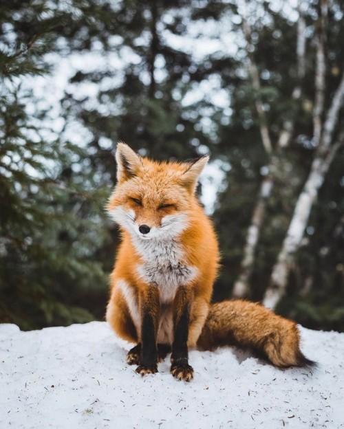 everythingfox - Untitled by Alex Boudens
