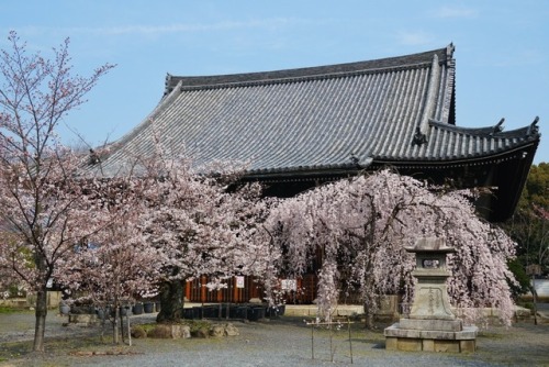 chitaka45 - 京都 立本寺 