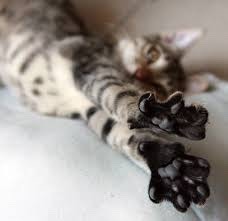 dixon-arrows - coolcatgroup - coolcatgroup - When cats stretch and spread their little toebeans out,...