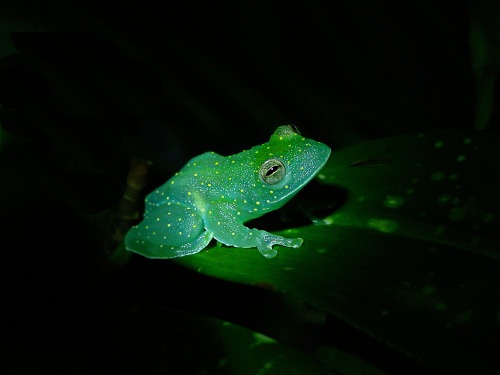 ftcreature - Glass Frog glows like a constellation within the...