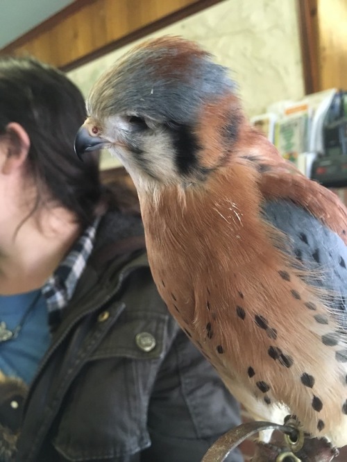 preytaxidermy - This is Peepers. He’s a one-eyed Kestrel who lives...