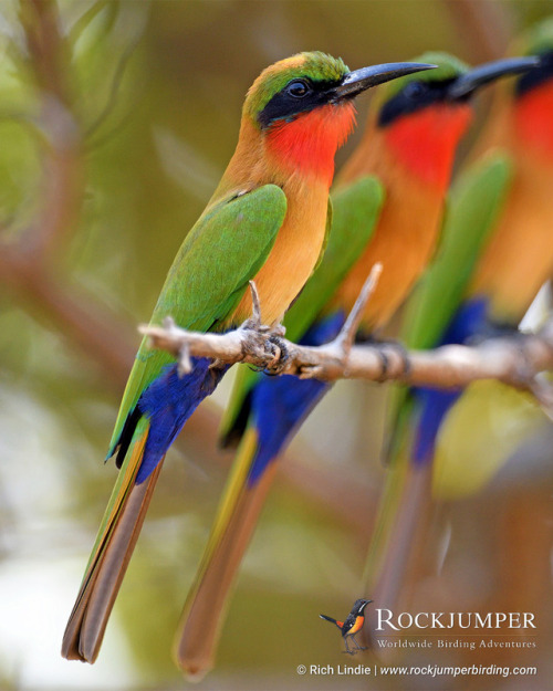 rockjumperbirdingtours - Photo of the Day – The Red-throated...