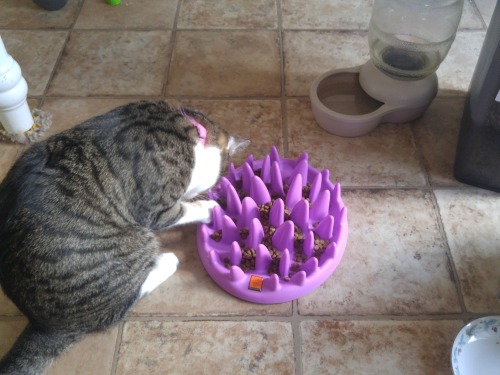 pancakeke:pancakemilkshake:Kitties who eat too fast get ﻿ＴＨＥ...