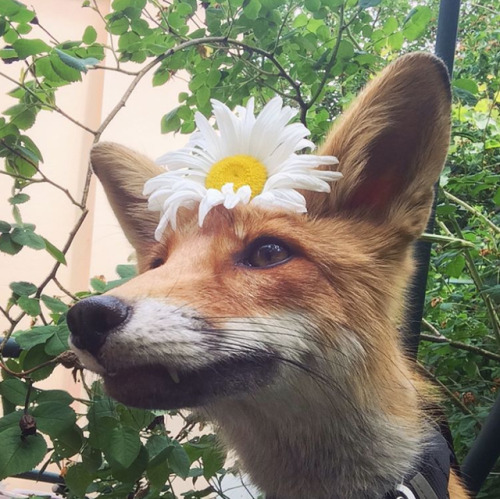 everythingfox - Flower foxeHappy flower foxxo 