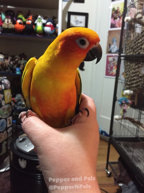 pepperandpals - pepperandpals - Me, holding Mango like an ice cream cone at you threateningly - I...