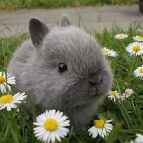 adorable-bunnies - ❤️
