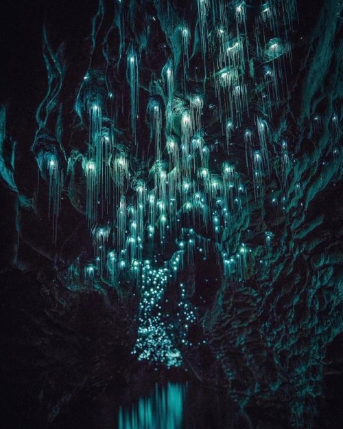 narnia:Waitomo Glowworm Caves, New Zealand