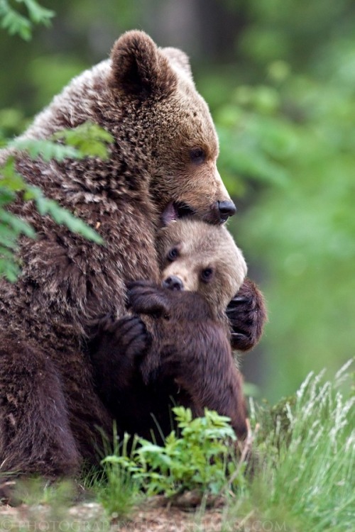 bear hug on Tumblr